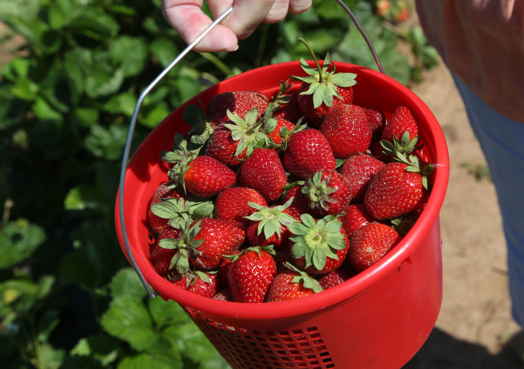 Strawberries